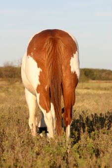 Paint Horse Rear End Stock Image Paint Horse Rear End Stock Image