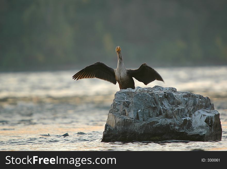 Cormorant Drying Wings