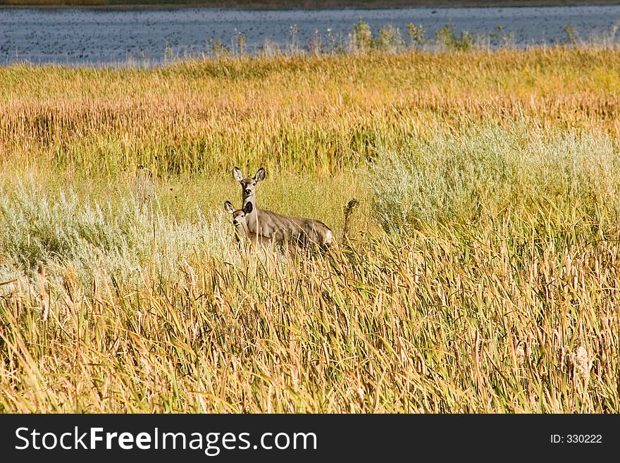 A whitetail doe (deer) and her daughter cast wary eyes through the grass and reeds at the Maxwell National Wildlife Refuge in New Mexico. A whitetail doe (deer) and her daughter cast wary eyes through the grass and reeds at the Maxwell National Wildlife Refuge in New Mexico.