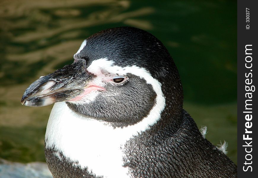 This is a closeup of a penguin