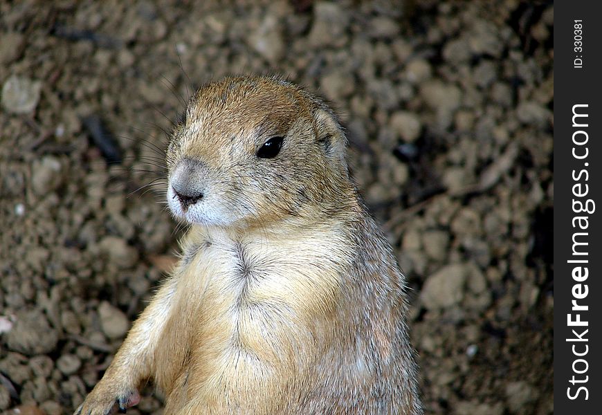 This is a closeup of a prairie dog.