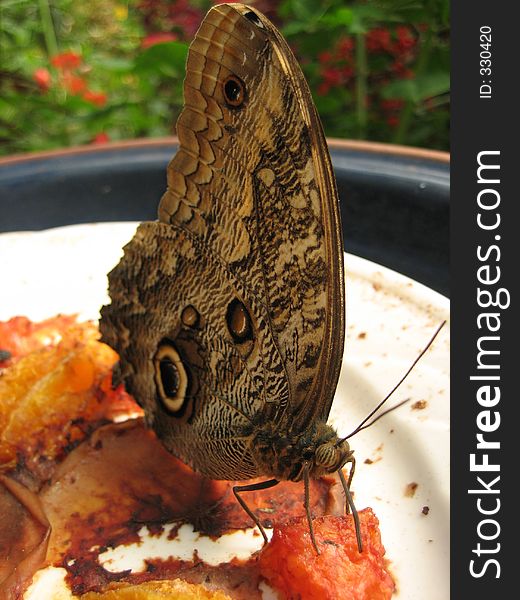 A butterfly at the zoo enjoys some fruit. A butterfly at the zoo enjoys some fruit