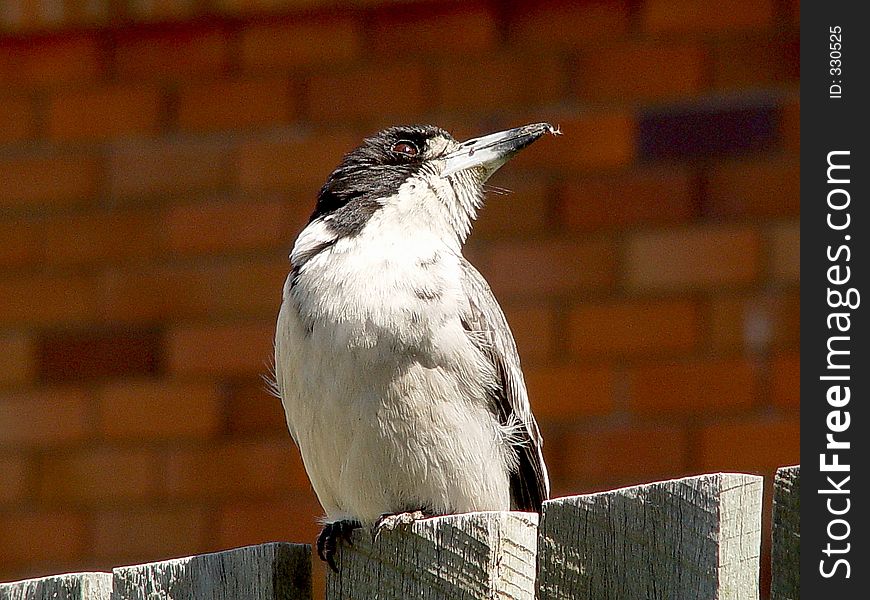 Butcher Bird, Birds, Nature, Brisbane, Queensland, Australia, Wildlife, Wild, Logger Head Shrike, Logger, Head, Shrike