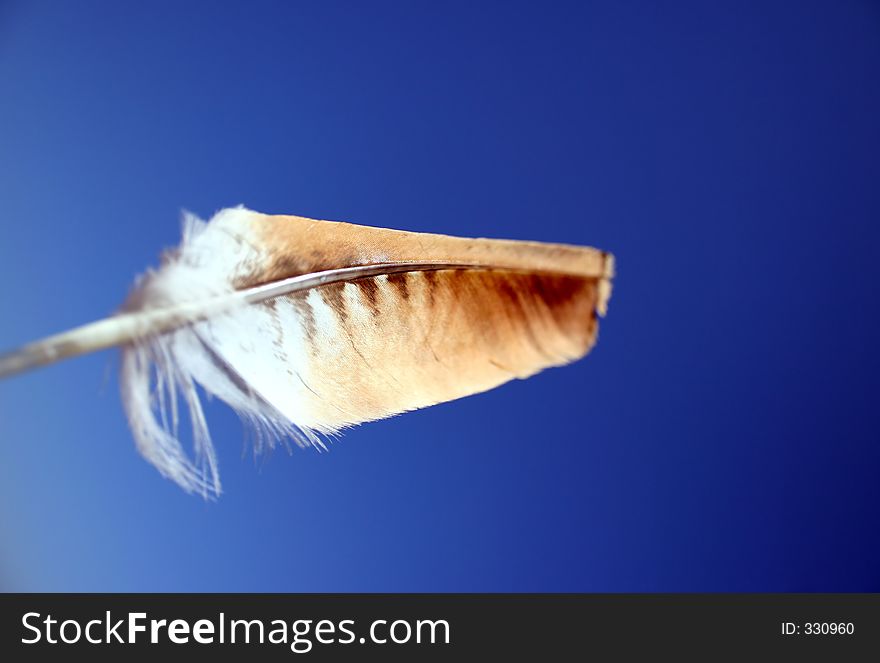 Feather In Sky