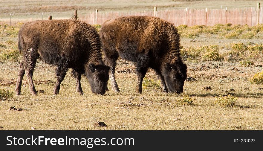 A pair of twin buffalo calves graze in a field in the mountains of Colorado