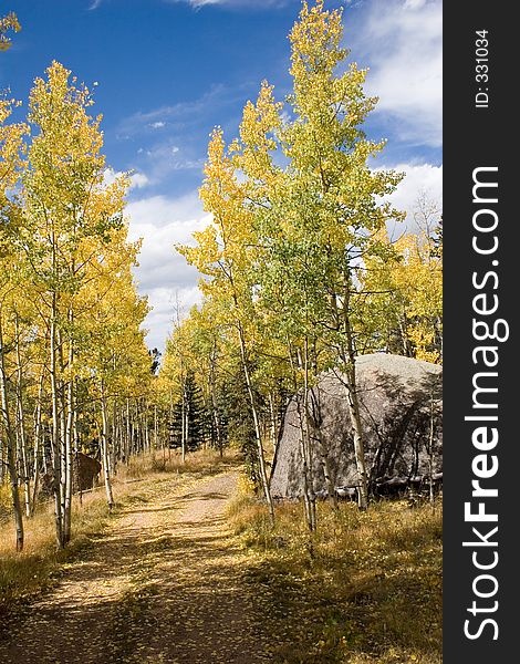 A dirt road on the Pike National Forest in Colorado winds its way through aspens in their fall colors and large boulders - vertical orientation. A dirt road on the Pike National Forest in Colorado winds its way through aspens in their fall colors and large boulders - vertical orientation.