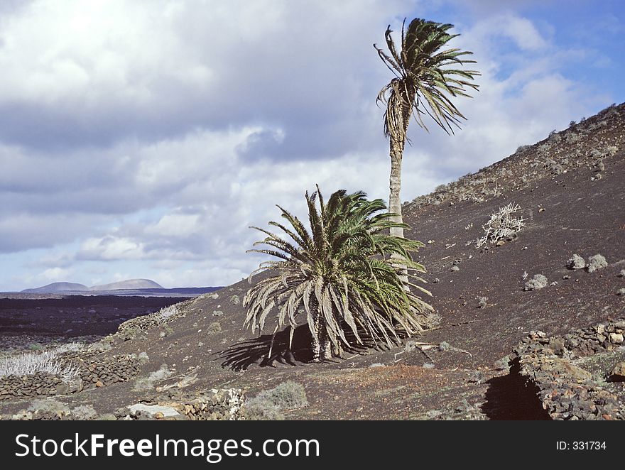 Two palm trees in Lanzarote