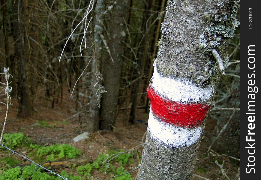 Marked path to the top of a mountain. Alps, Austria