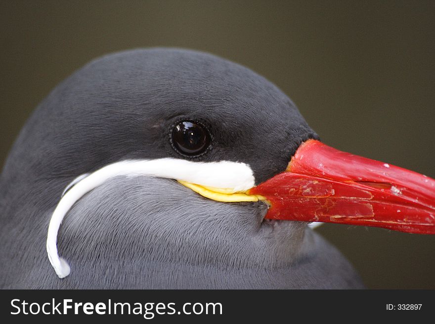 Inca Tern