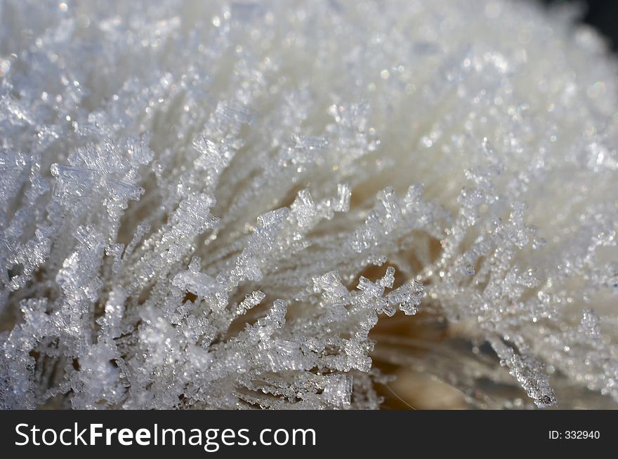 Close-up dandelion under melting snow. Close-up dandelion under melting snow