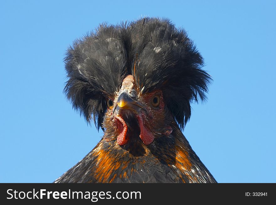 Close-up hen portrait on a blue background. Close-up hen portrait on a blue background