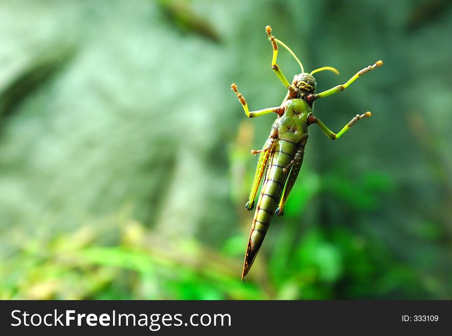 Giant grasshopper clinging to the glass of the Riga Zoo.