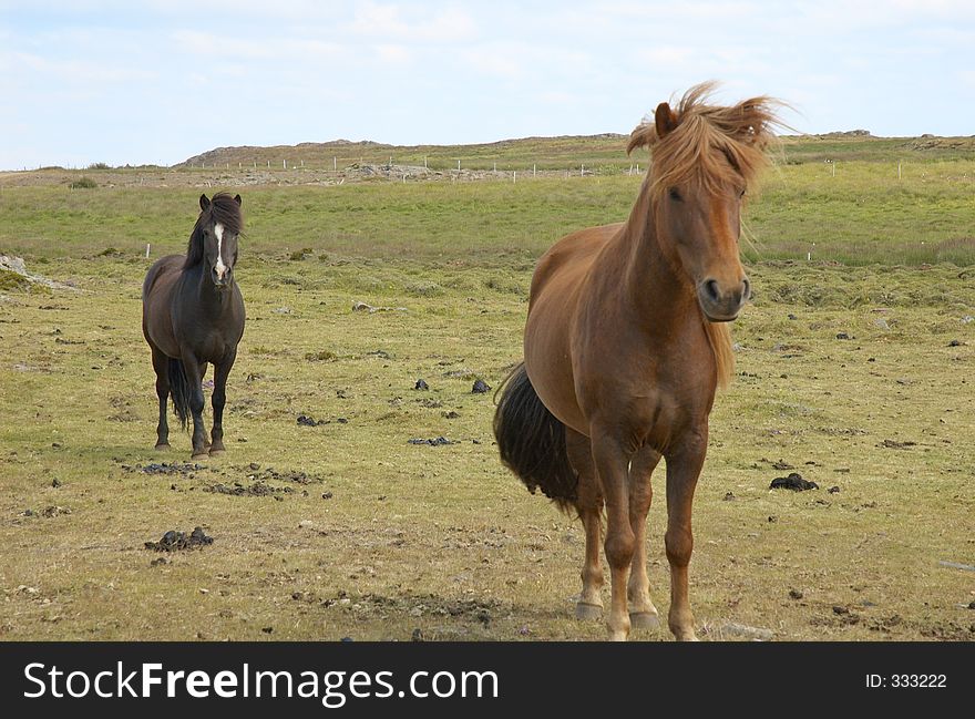 Icelandic horses, Iceland