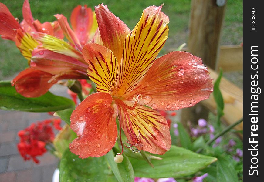 Beautiful red-yellow lily with raindrops