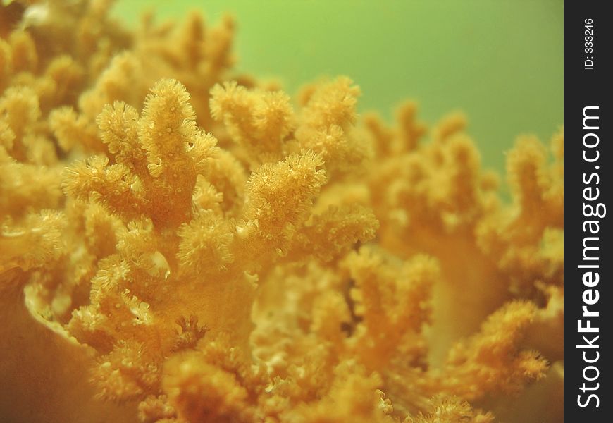 Soft color of soft coral. Soft color of soft coral