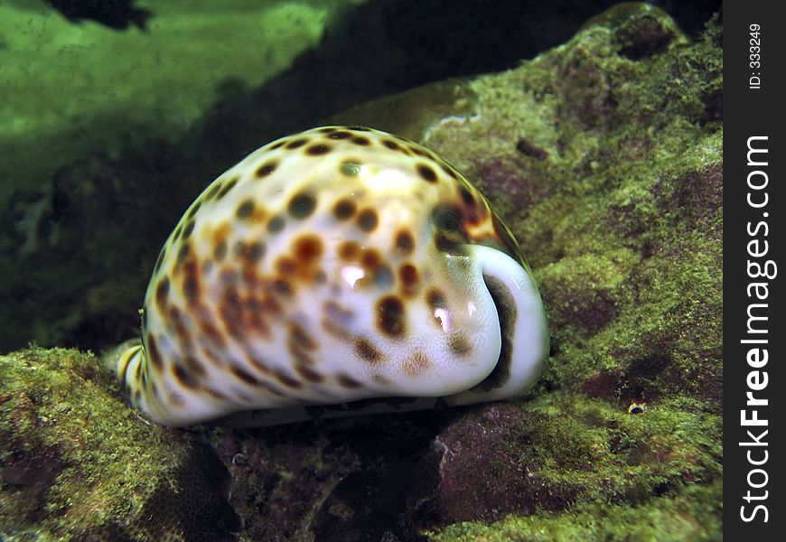 A beautiful cowry shell. A beautiful cowry shell