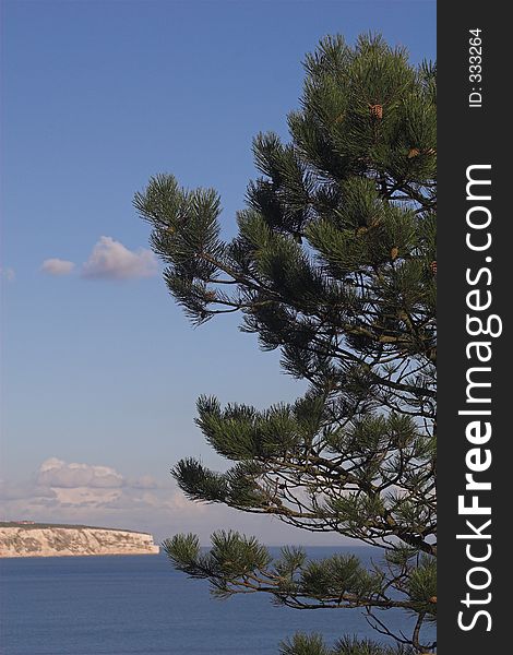 Fir tree with sea and cliffs in distance on a sunny day. Fir tree with sea and cliffs in distance on a sunny day