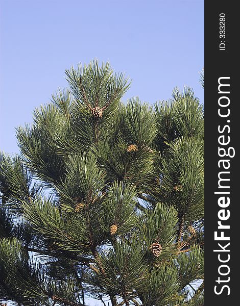 Conifer tree with cones and blue sky in background. Conifer tree with cones and blue sky in background