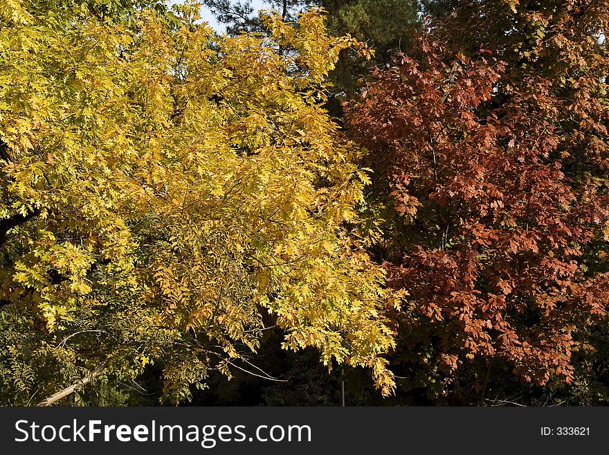 Two Trees In Autumn