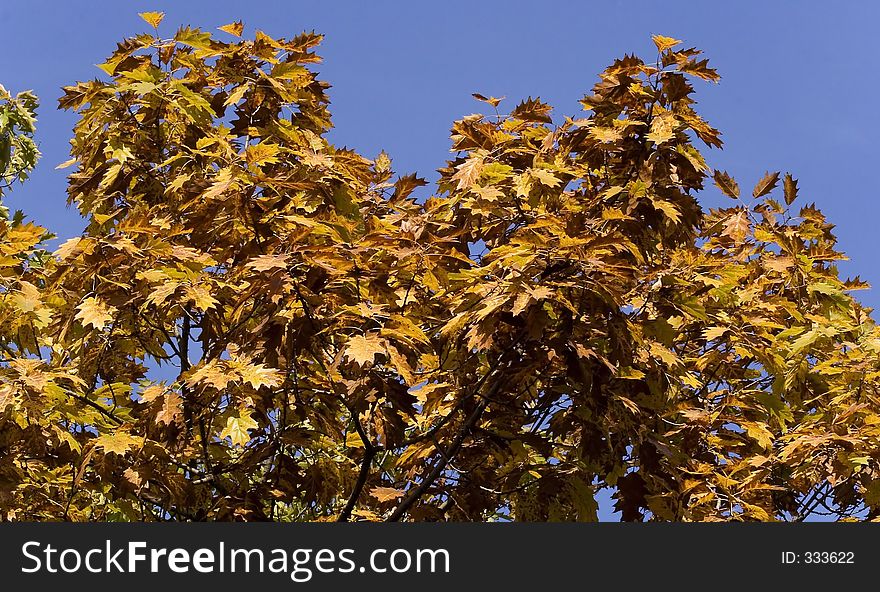 Autumn foliage and blue sky