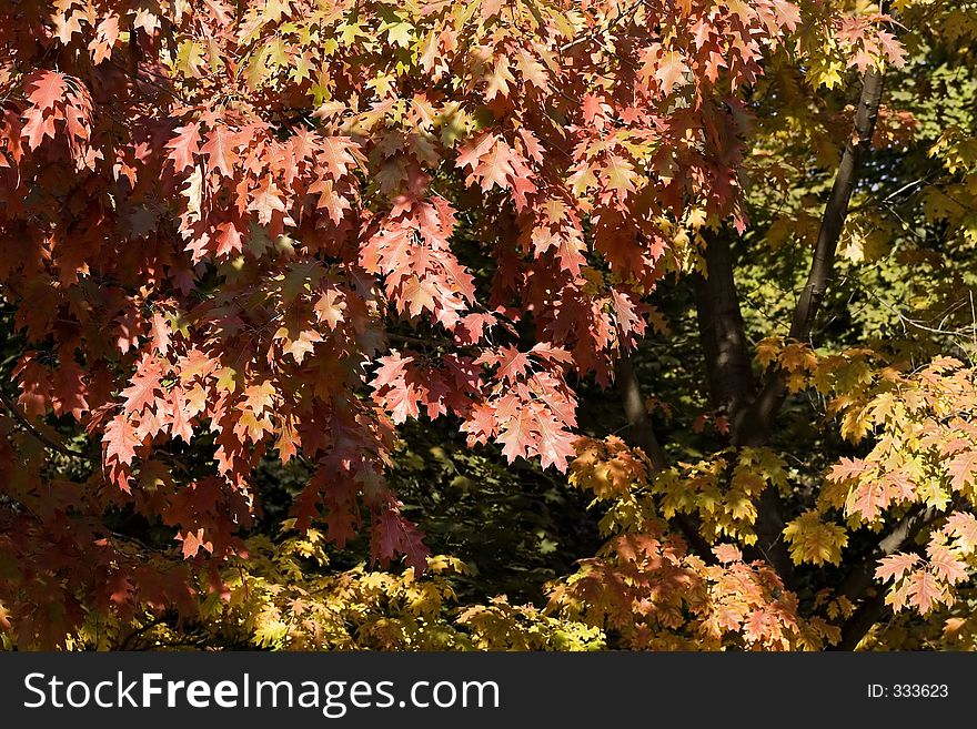 Colors of autumn foliage