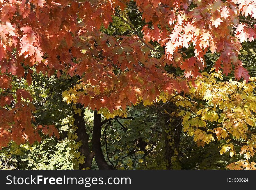 Autumn Foliage