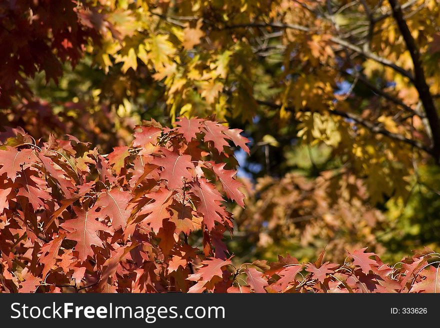 Colors of autumn foliage