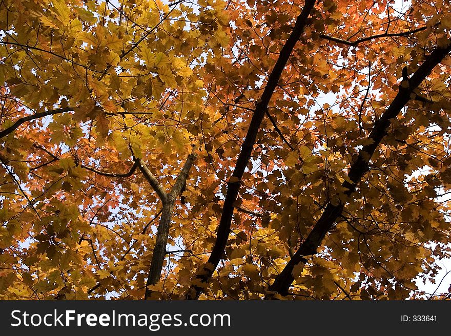 Beautiful autumn foliage