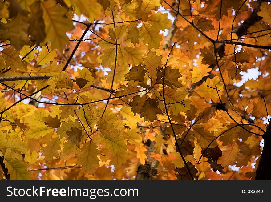 Beautiful autumn foliage