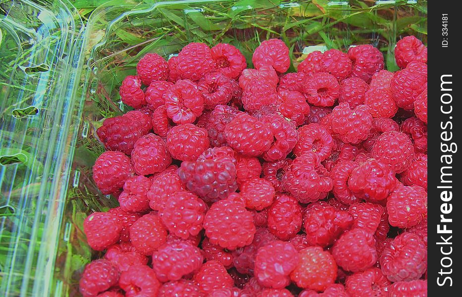 Raspberries picked today.