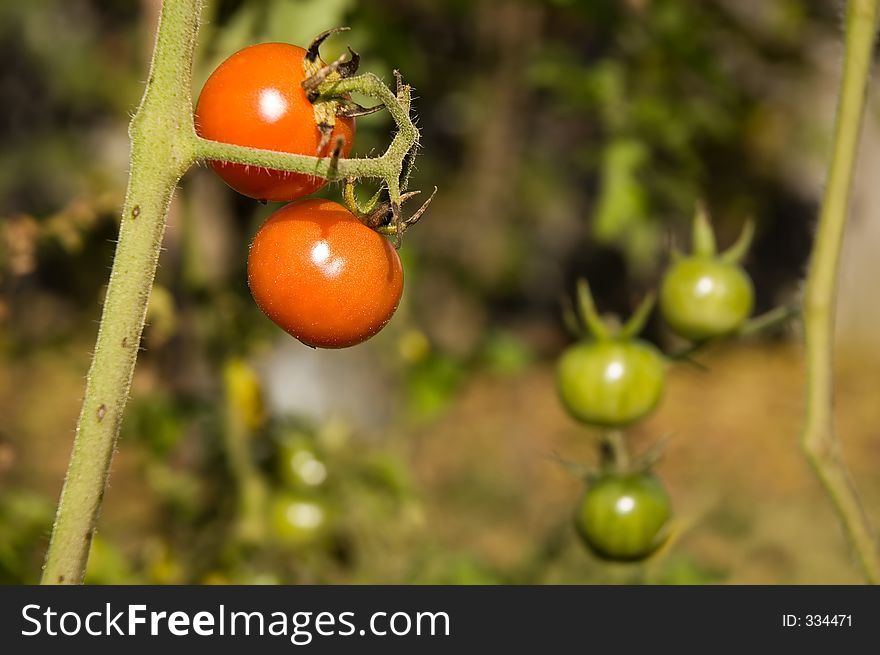 Ripe and green cherry tomatoes.