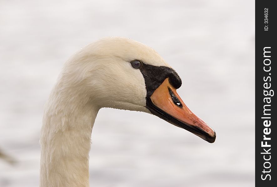 A swan closeup. A swan closeup
