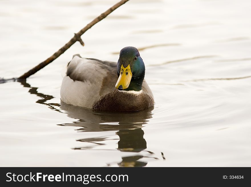 Floating mallard duck