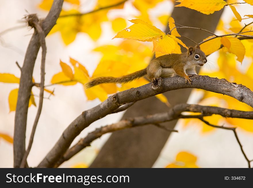 Red squirrel in a tree