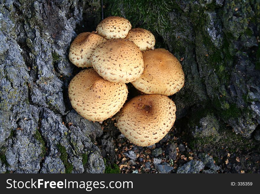 Fungis on a tree. Fungis on a tree