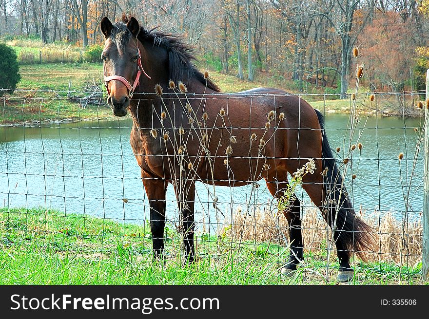 Beautiful horse standing by the pond at the ranch on a windy day in autumn. Beautiful horse standing by the pond at the ranch on a windy day in autumn.