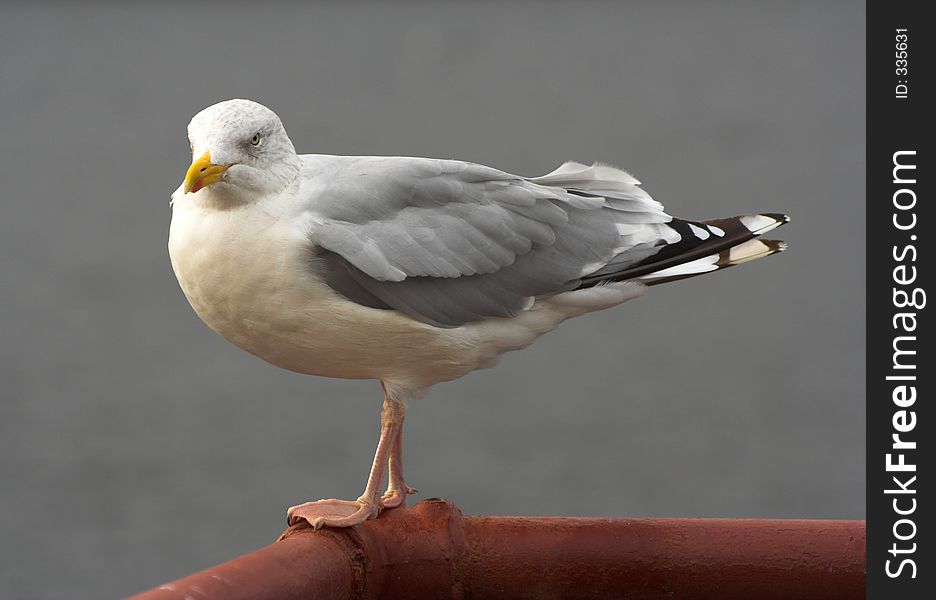 A seagull sitting on a railing