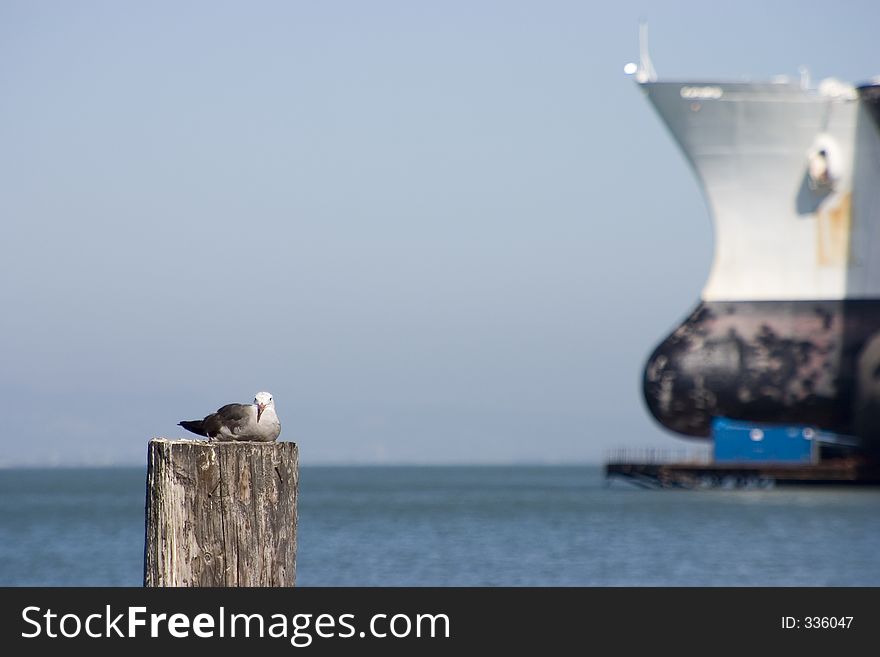 A seagull rests on a piling in the foreground, and drydocked ship looms in the background. A seagull rests on a piling in the foreground, and drydocked ship looms in the background.