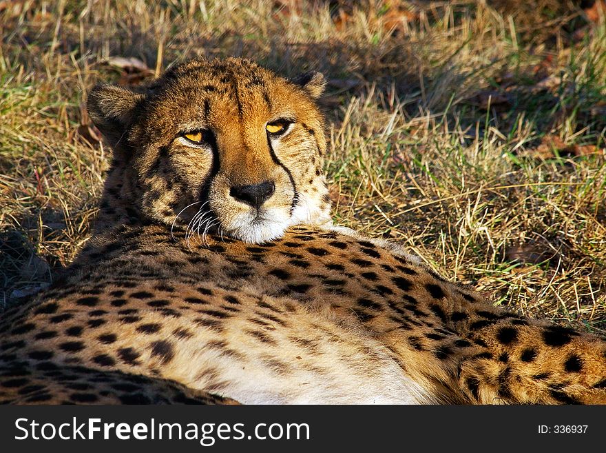 The Cheetah Has A Rest