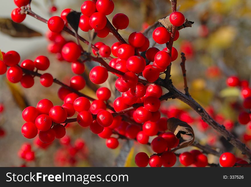 A close-up of a branch of red berries in the fall. A close-up of a branch of red berries in the fall