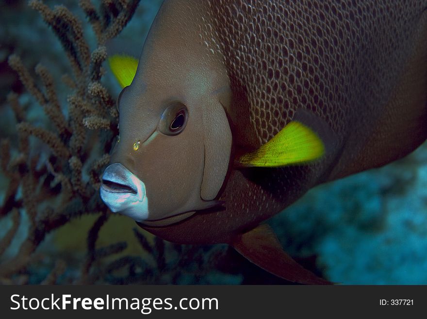 Grey Angelfish portrait