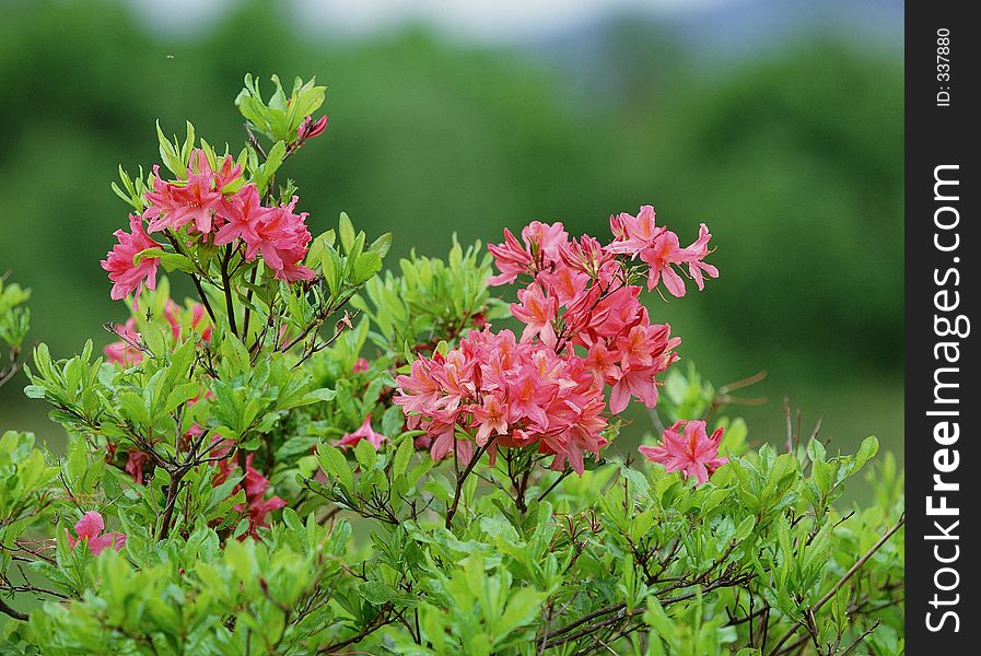 Wild Flowers Image