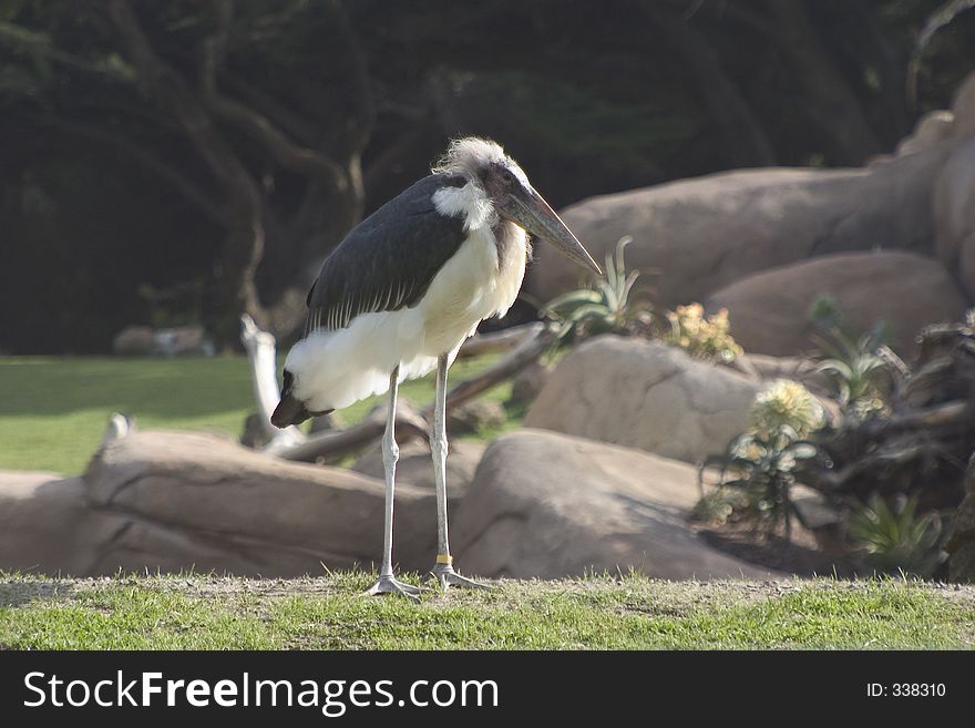 A crazy looking bird that looks a bit like Einstein. A crazy looking bird that looks a bit like Einstein.