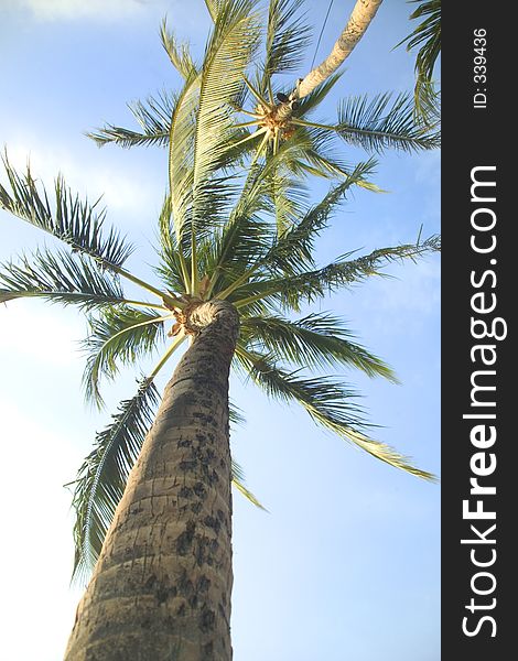 From below a palm tree. From below a palm tree