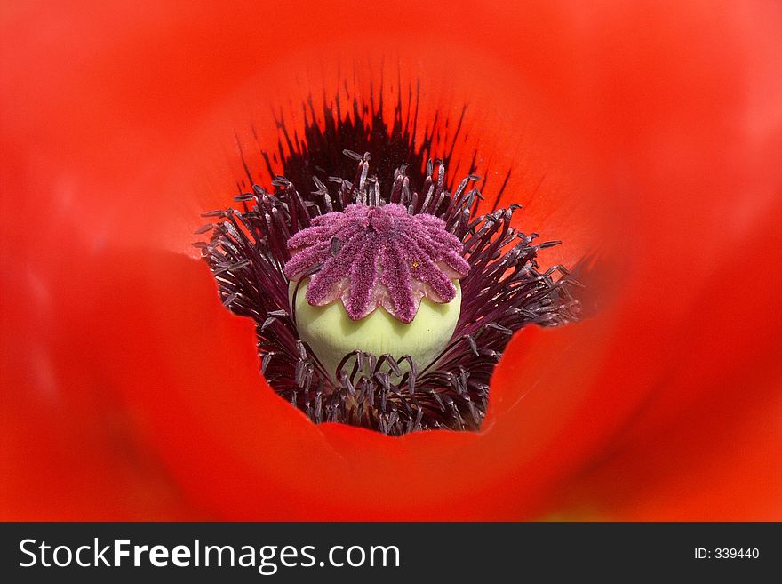 Close up of red poppy