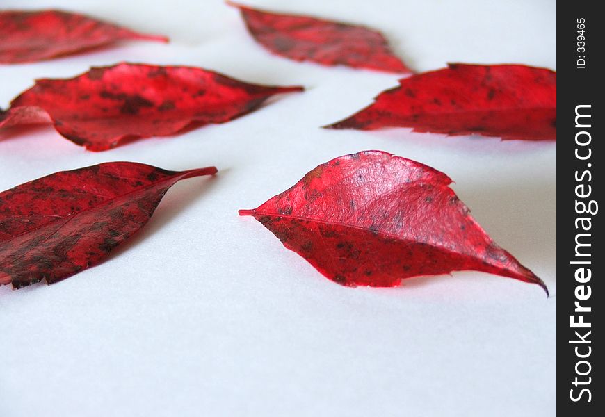 Fallen red leaves on white isolated backdrop.