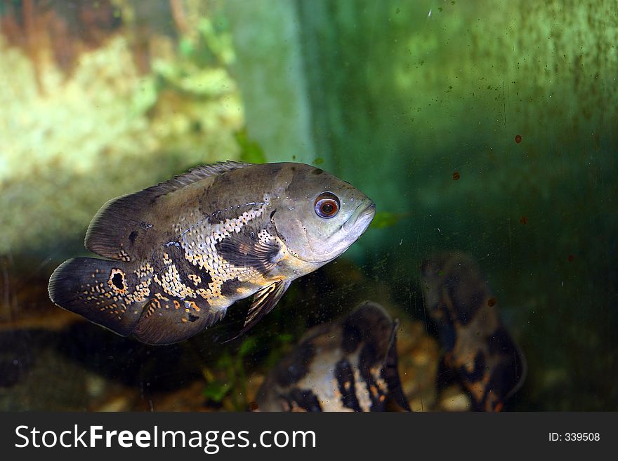 Some sort of a fish in a tank at a certain maribor faculty. Some sort of a fish in a tank at a certain maribor faculty