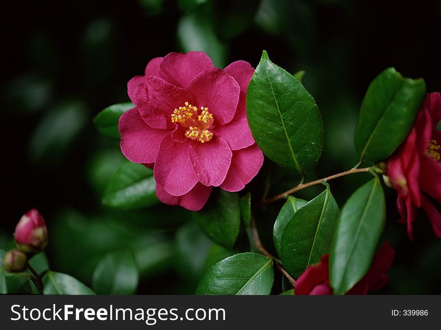 Wild Flowers Image