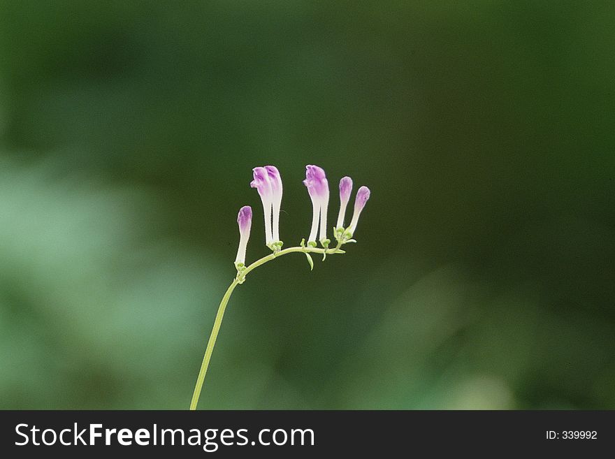 Wild Flowers Image