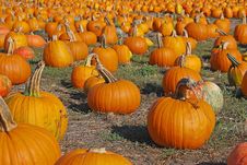 Pumpkins Forever Royalty Free Stock Image Pumpkins Forever Royalty Free Stock Image